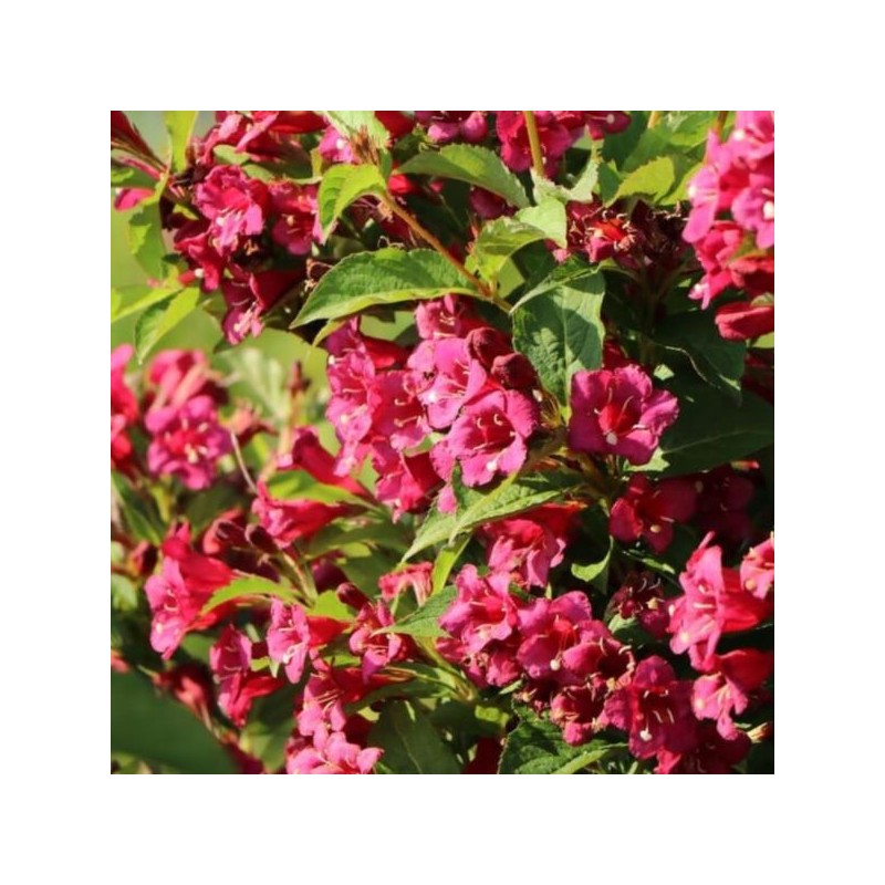 Weigela 'Bristol Ruby'
