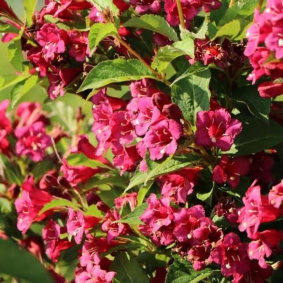 Weigela 'Bristol Ruby'