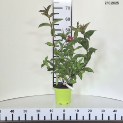 Weigela 'Bristol Ruby'