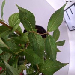 Weigela 'Bristol Ruby'