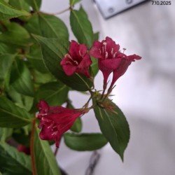 Weigela 'Bristol Ruby'