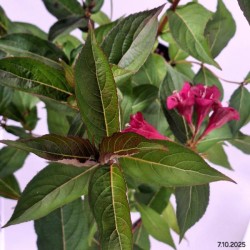 Weigela 'Bristol Ruby'