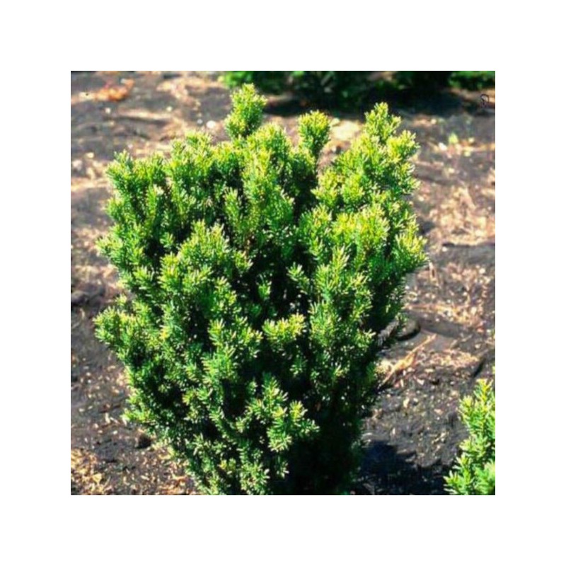 Taxus ×media 'Hillii'