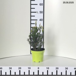 Taxus ×media 'Hillii'