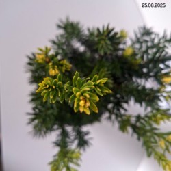 Taxus ×media 'Hillii'