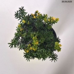 Taxus ×media 'Hillii'