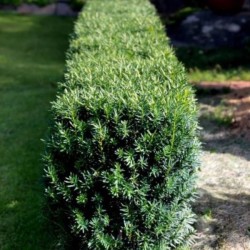 Taxus ×media 'Hillii'