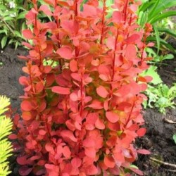 Berberis thunbergii 'Orange...