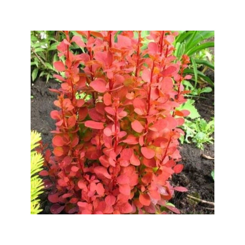 Berberis thunbergii 'Orange Tower'