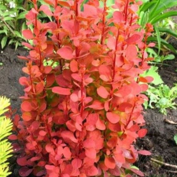 Berberis thunbergii 'Orange Tower'