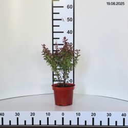 Berberis thunbergii 'Orange Tower'