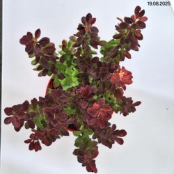 Berberis thunbergii 'Orange Tower'