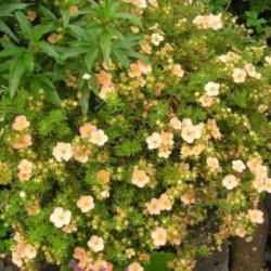 Potentilla fruticosa 'Daydawn'