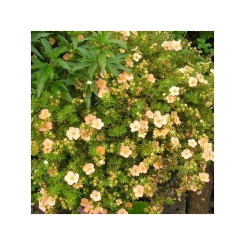 Potentilla fruticosa 'Daydawn'