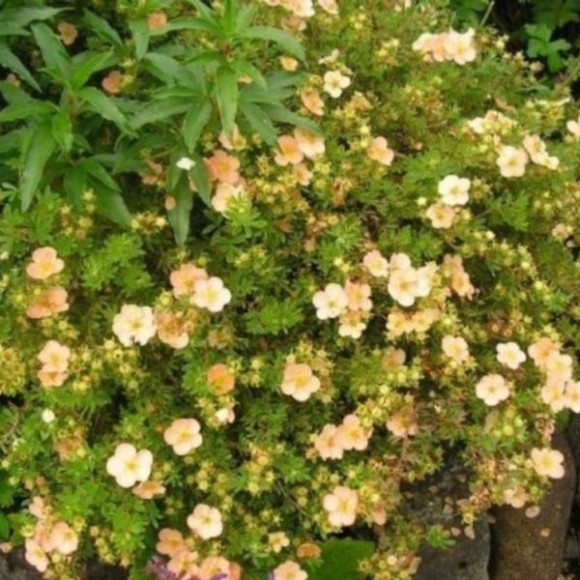 Potentilla fruticosa 'Daydawn'
