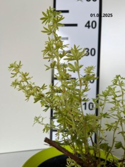 Potentilla fruticosa 'Daydawn'