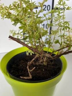 Potentilla fruticosa 'Daydawn'