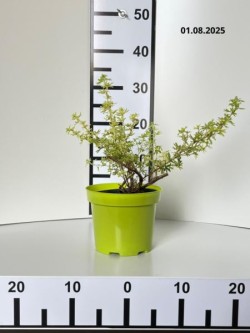 Potentilla fruticosa 'Daydawn'