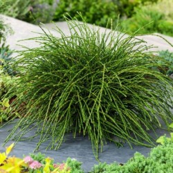 Thuja plicata 'Whipcord'