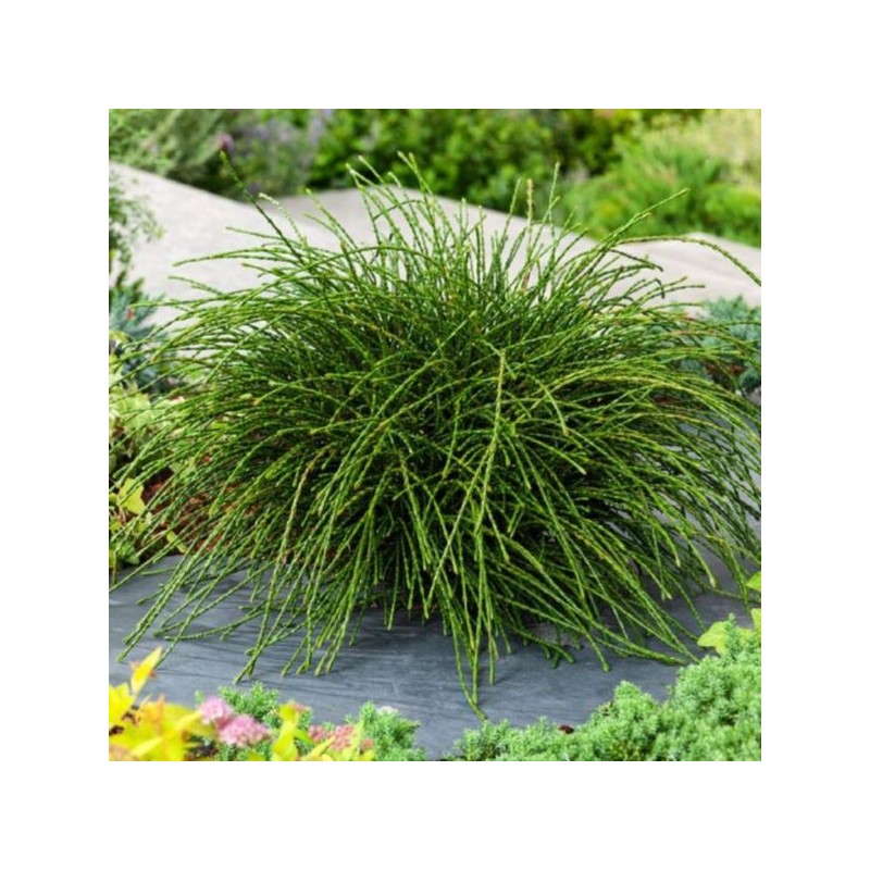 Thuja plicata 'Whipcord'