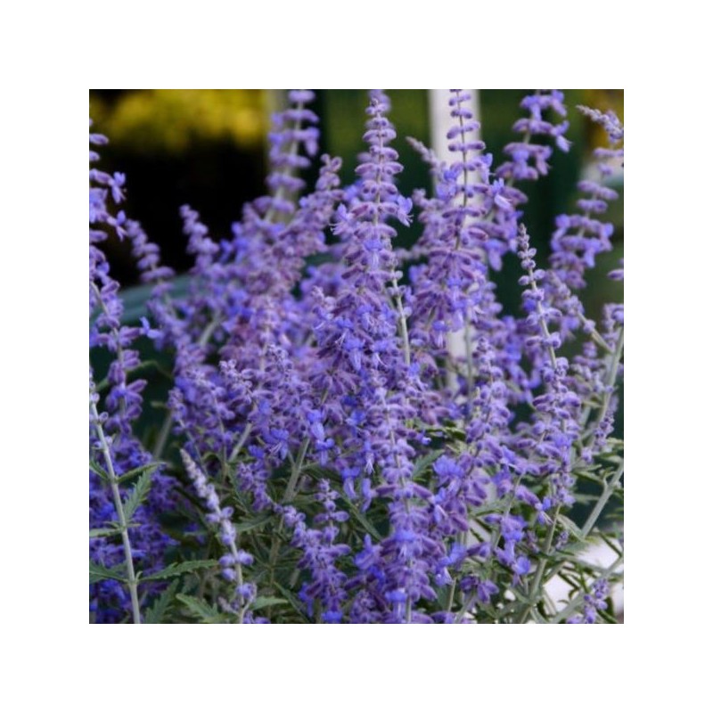 Perovskia atriplicifolia 'Prime Time' PBR