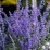 Perovskia atriplicifolia 'Prime Time' PBR