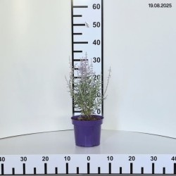 Perovskia atriplicifolia 'Prime Time' PBR