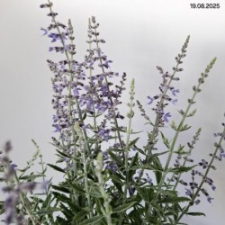 Perovskia atriplicifolia 'Prime Time' PBR