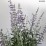 Perovskia atriplicifolia 'Prime Time' PBR
