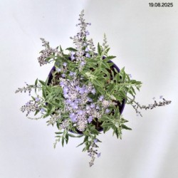 Perovskia atriplicifolia 'Prime Time' PBR