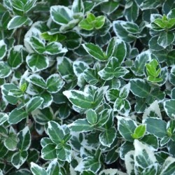 Euonymus fortunei 'Emerald...