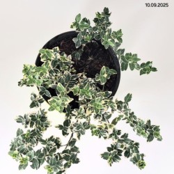 Euonymus fortunei 'Emerald Gaiety'