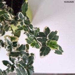 Euonymus fortunei 'Emerald Gaiety'