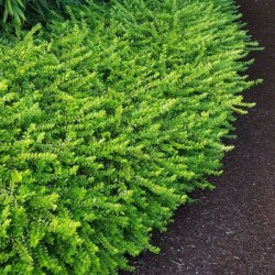 Lonicera nitida 'Maigrün'