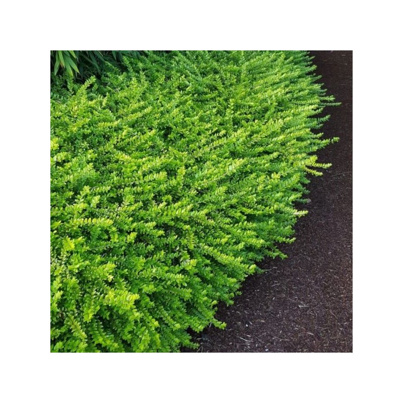 Lonicera nitida 'Maigrün'