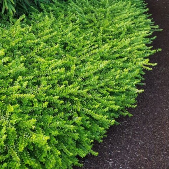 Lonicera nitida 'Maigrün'