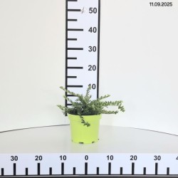 Lonicera nitida 'Maigrün'