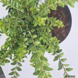 Lonicera nitida 'Maigrün'