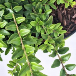 Lonicera nitida 'Maigrün'