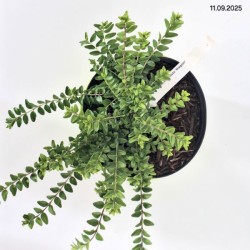 Lonicera nitida 'Maigrün'