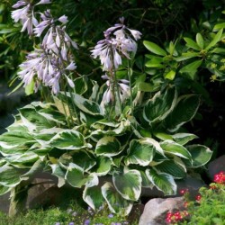 Hosta 'Zounds'