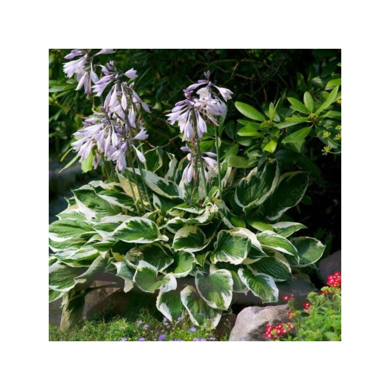 Hosta 'Zounds'