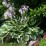 Hosta 'Zounds'