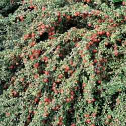 Cotoneaster ×suecicus...