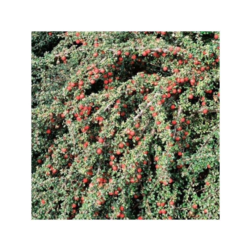 Cotoneaster ×suecicus 'Skogholm'