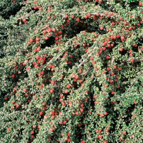 Cotoneaster ×suecicus 'Skogholm'