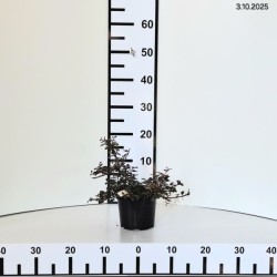 Cotoneaster ×suecicus 'Skogholm'