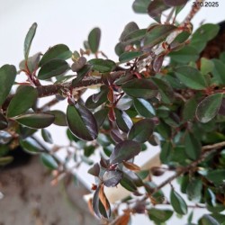 Cotoneaster ×suecicus 'Skogholm'