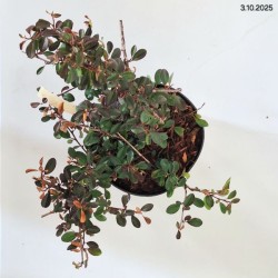 Cotoneaster ×suecicus 'Skogholm'