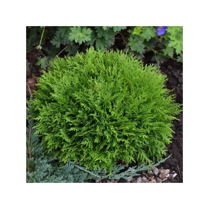 Thuja occidentalis 'Danica'